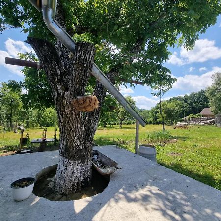 Casa Primitoare In Inima Naturii Si Padurii Rasca  Exteriér fotografie